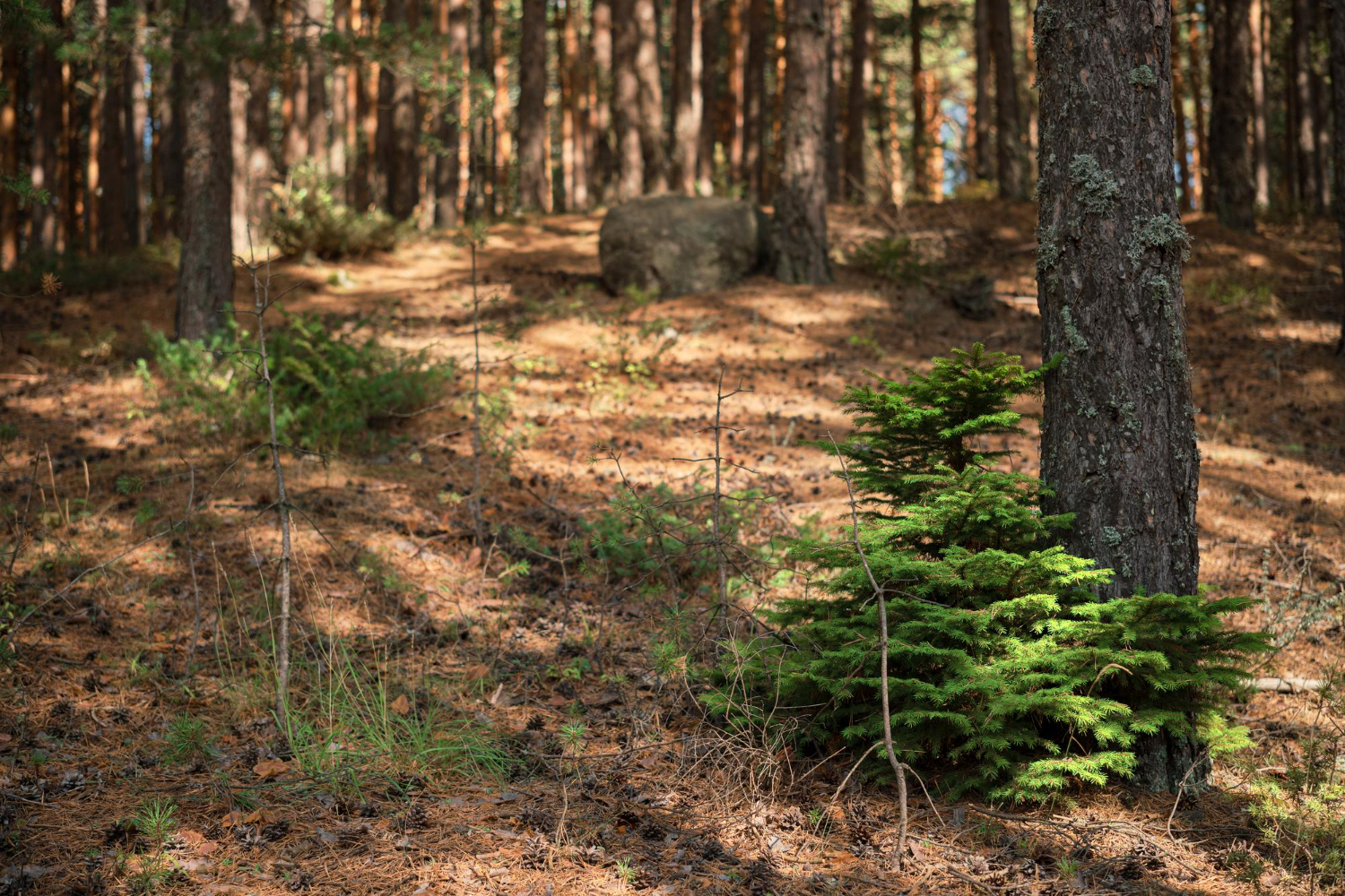 Ikon for Linjerydding